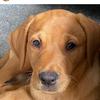 Profile Picture of Bella (@foxredlab.bella) on Tiktok