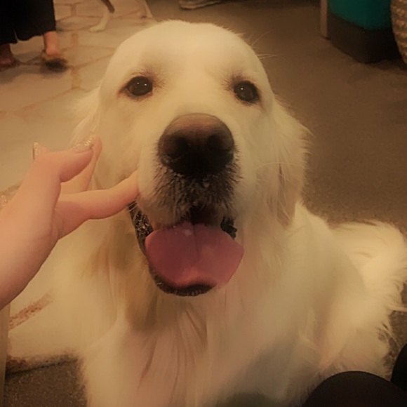 Profile Picture of Sammy Liu (@smliu) on Poshmark