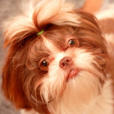 Profile Picture of Bobbi Evans (@megamom1966) on Twitter