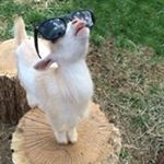 Profile Picture of Stevencotterreval (@heapsgoodbiggoat) on Instagram