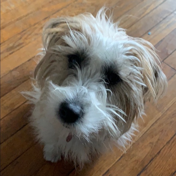 Profile Picture of Jenny Macdaddy (@jennymac_daddy) on Poshmark