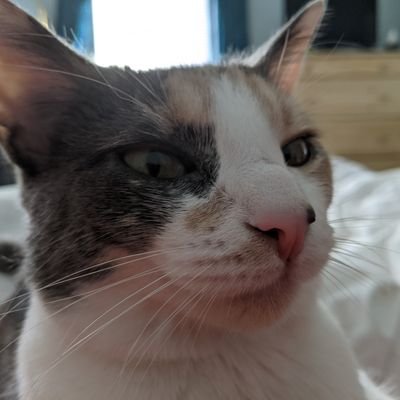 Profile Picture of Patrick Mattei (@PatMattei) on Twitter