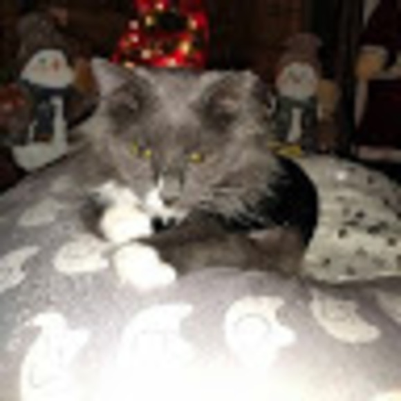 Profile Picture of Kimi Cyprowski (@kcstevegirlcat1) on Poshmark