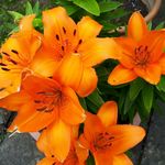 Profile Picture of Amanda Whitby (@aj5mystery) on Instagram