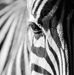 Profile Picture of Frances Pentzer (@Frances-Pentzer) on Facebook