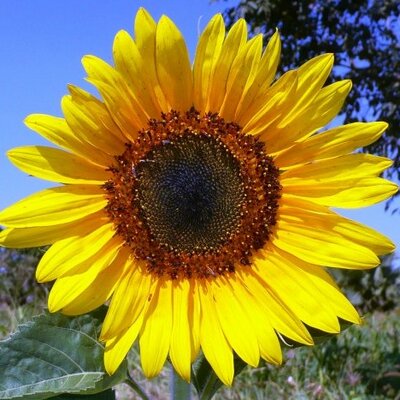 Profile Picture of Claire Harris (@msclaireharris) on Twitter