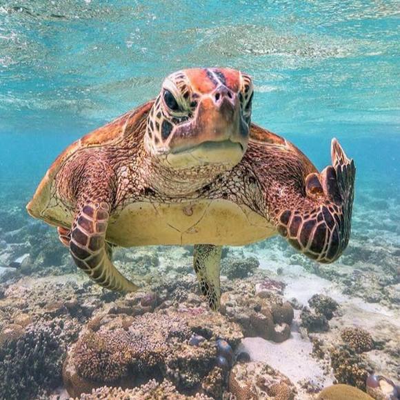 Dawn Rodgers - Poshmark Profile Picture of Dawn Rodgers (@avon4dawn) on Poshmark