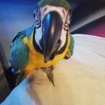 Profile Picture of Nicolas Habinak (@nicolashabinak) on Instagram