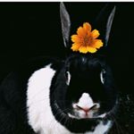 Profile Picture of Chloe🙋‍♀️ & Hopper🐰 (@hopper.therescue.rabbit) on Instagram