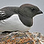 Profile Picture of Nancy Walker (@npwalker) on Flickr