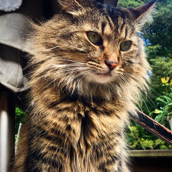 Profile Picture of Heather Hanzely (@hlhanzely) on Poshmark