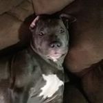 Profile Picture of Steven Spradlin (@spradlinsteven) on Instagram