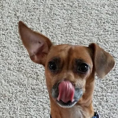 Profile Picture of Kurtis Teel (@Sea_Ducker) on Twitter