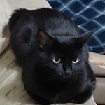Profile Picture of Julia Ewing (@deskmonkey0) on Instagram