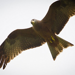 Profile Picture of J Smith (@silenthunter4za) on Flickr