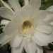 Profile Picture of Debbie Renner (@tullahomaflower) on Pinterest