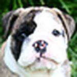 Profile Picture of Shannon Neal (@shannonanddoug) on Flickr