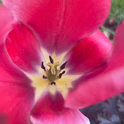 Profile Picture of Amber Mounce (@ambermounce146) on Youtube