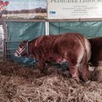 Profile Picture of Ben Maskell (@blossom_cows_) on Instagram