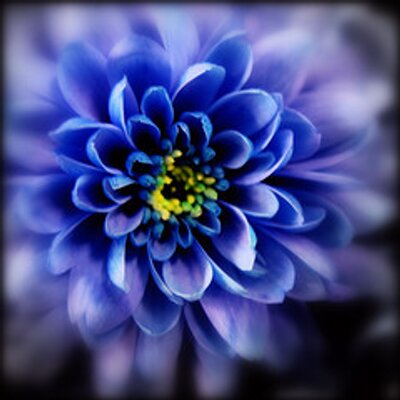 Profile Picture of Debra Adkins (@ddbonez) on Twitter