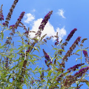 Profile Picture of Rina Paul (@rinapaul3456) on Youtube