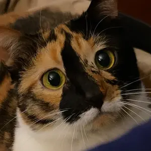 Profile Picture of Gizmo Gremlin (@trewert_gizmo) on Tiktok