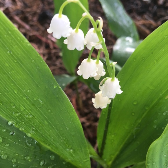 Anna Angle - Poshmark Profile Picture of Anna Angle (@szemet) on Poshmark