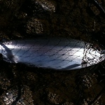 Profile Picture of Craig Bradley (@jnzesmmy37) on Flickr