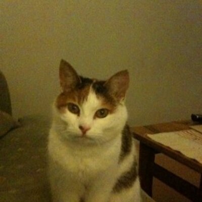 Profile Picture of Jo Frith MBE (@jolonsdalefrith) on Twitter