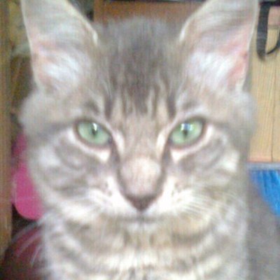 Randall Jose Madrigal Pérez - Twitter Profile Picture of Randall Jose Madrigal Pérez (@RandallJoseMad1) on Twitter