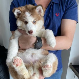 Profile Picture of 🐾Ruby Chong🐾 (@rubycthepomsky) on Instagram