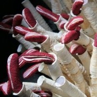 Profile Picture of Maria Goreti Silva (@maria-goreti-silva) on Quora