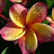 Profile Picture of Leanne McCarthy (@leannemccarthy7982) on Youtube