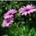 Profile Picture of Erna Neufeld (@neufelderna0) on Pinterest