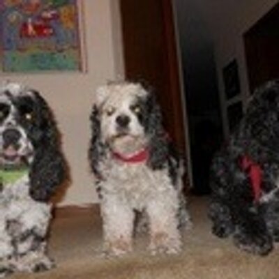 Profile Picture of Alex Pickard (@alexpickard3) on Twitter