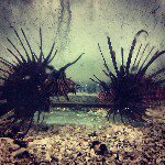 Profile Picture of Dustin Mayer (@nitsudden) on Instagram