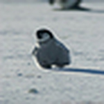 Profile Picture of Vincent Larkin (@fly birdes fly) on Flickr