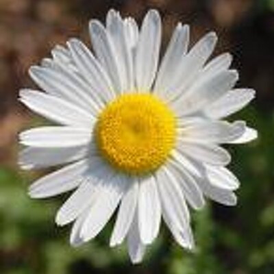 Profile Picture of Barbara O'Donnell (@basha3comcastne) on Twitter