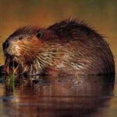 Profile Picture of Eboni Foster (@EboniFoster1) on Twitter