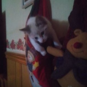 Justine Shaffer - Twitter Profile Picture of Justine Shaffer (@Justine99355871) on Twitter