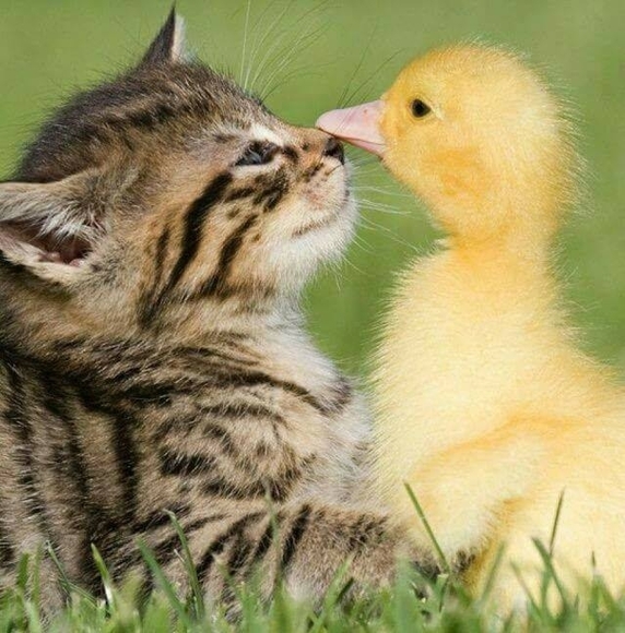 Profile Picture of Tami Getrost (@tlgetrost) on Poshmark