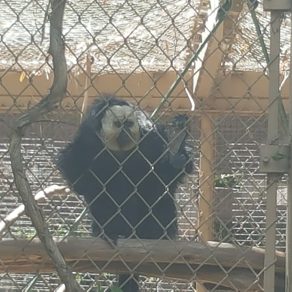 Profile Picture of Tomas Carrillo (@githka) on Poshmark