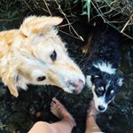 Profile Picture of Simon & Bailey 🐾 (@simongoodboy) on Instagram