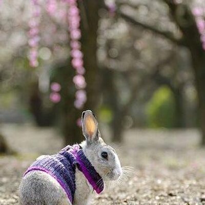 Profile Picture of Nick Rabbit^ (@hortik1) on Twitter