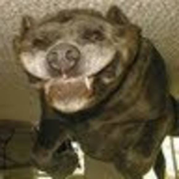 Profile Picture of Addison Tarr (@dratarr) on Poshmark