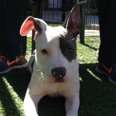 Profile Picture of Eryn Shimizu (@shmeeeeez) on Twitter