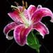 Profile Picture of Cathy Dingman (@cathy_dingman) on Pinterest