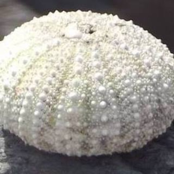 Profile Picture of Marandmar Marlene-mario (@marlene687) on Poshmark