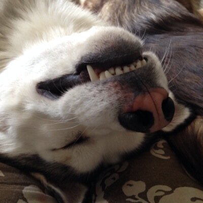 Profile Picture of Kris Hatch (@KrisHatch511) on Twitter
