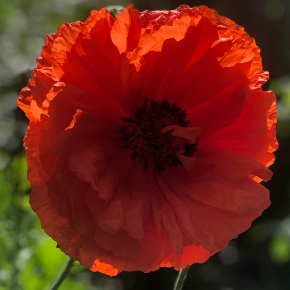 Christine Ferro - Poshmark Profile Picture of Christine Ferro (@chrisf32) on Poshmark